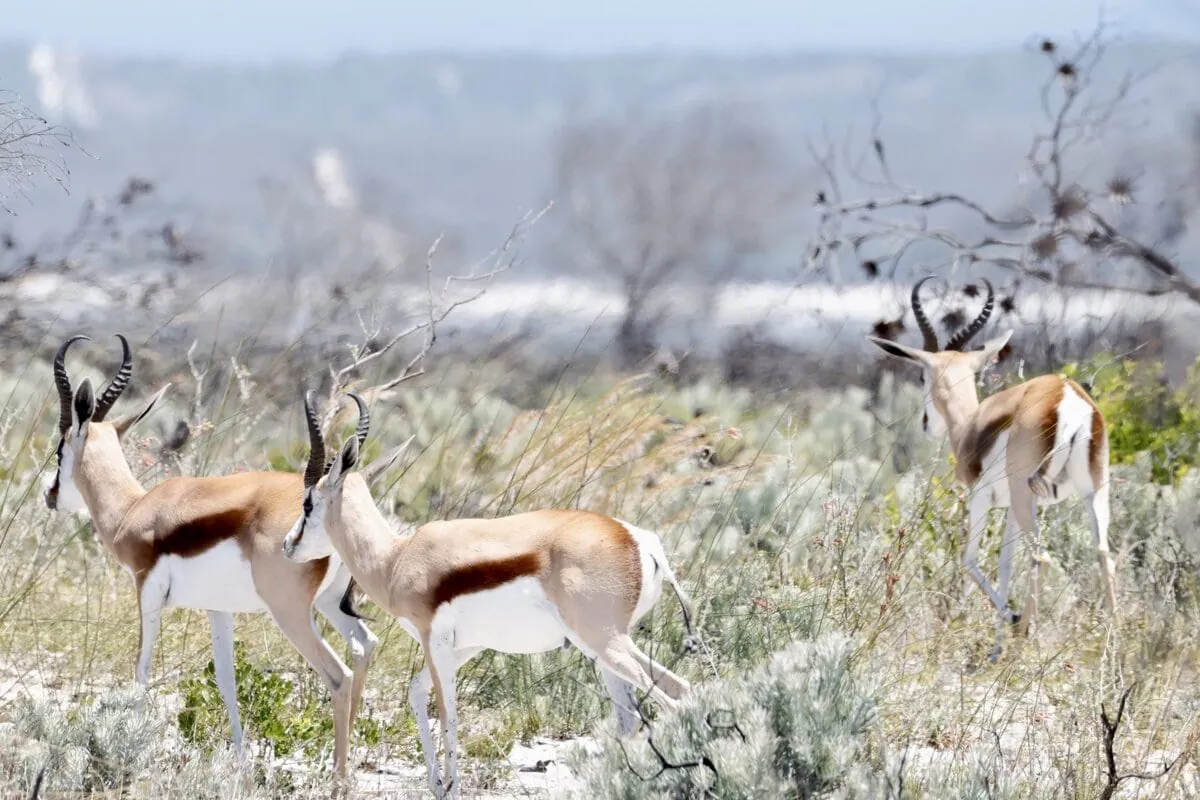 A safari near Cape Town is possible: a springbok on the West Coast Private Game Reserve