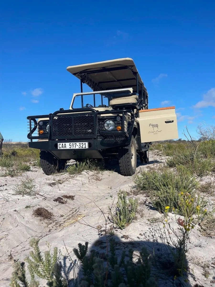 Game drives near Cape Town are in open Land Rover game viewers
