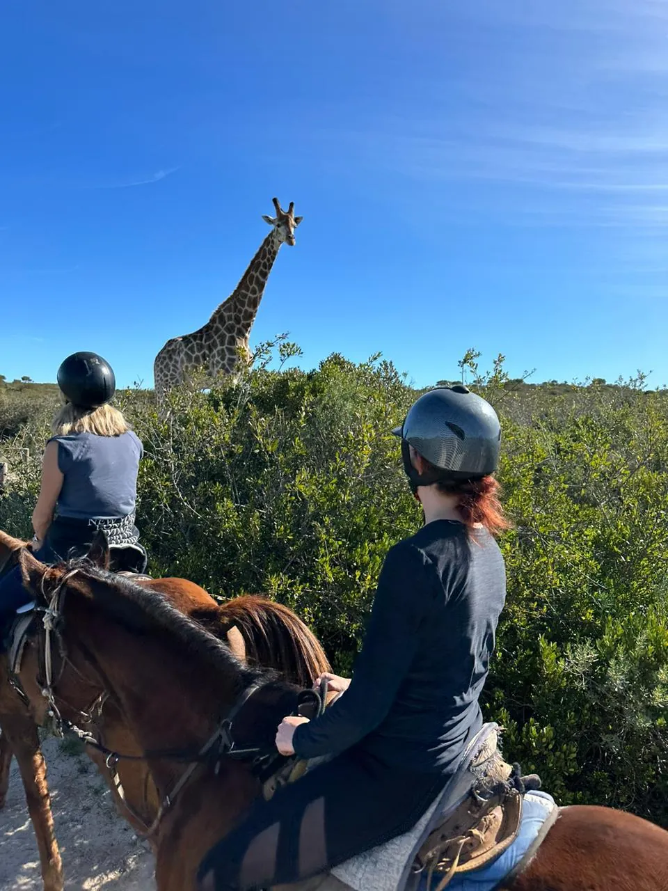 Safari horse rides on the West Coast Private Game Reserve, with a giraffe ahead