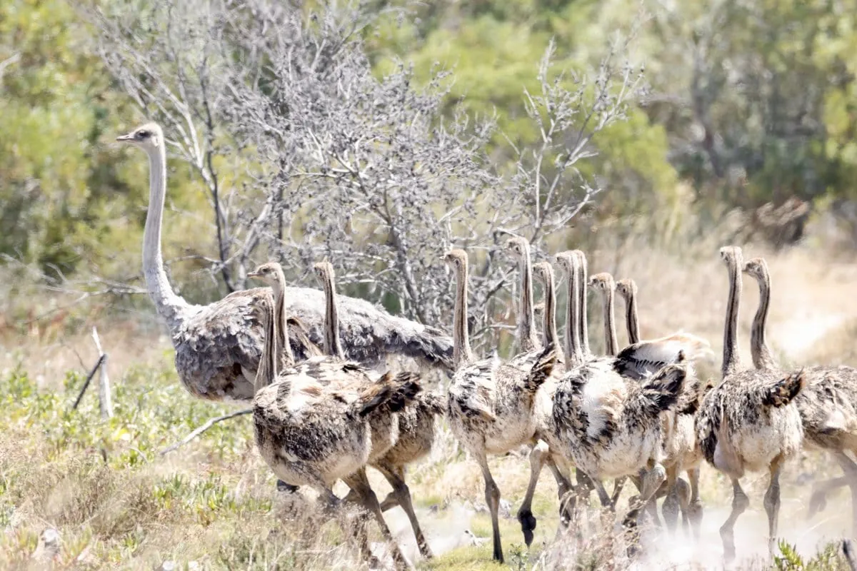 Ostriches on the West Coast Private Game Reserve