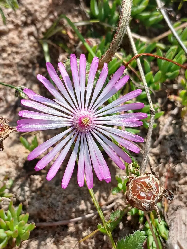 Lampranthus peacockiae