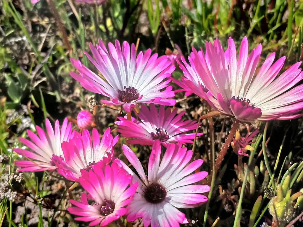Livingstone daisies