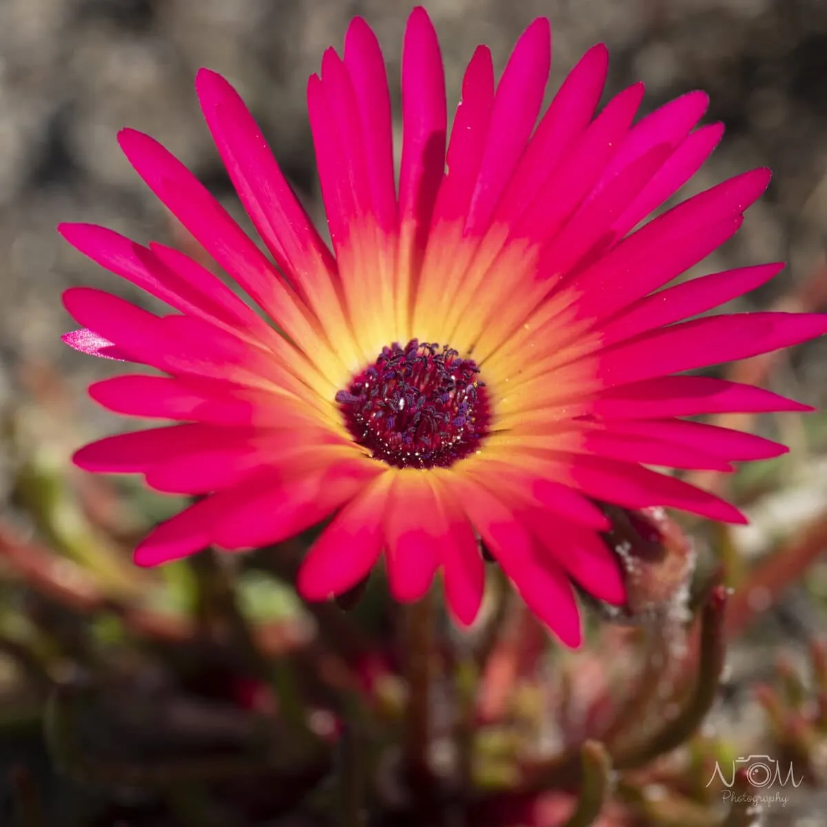 A magenta vygie