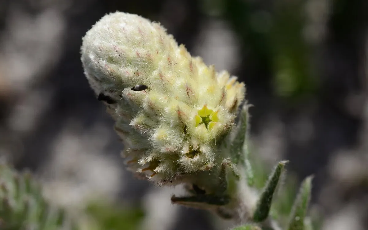 A silvery fynbos bud