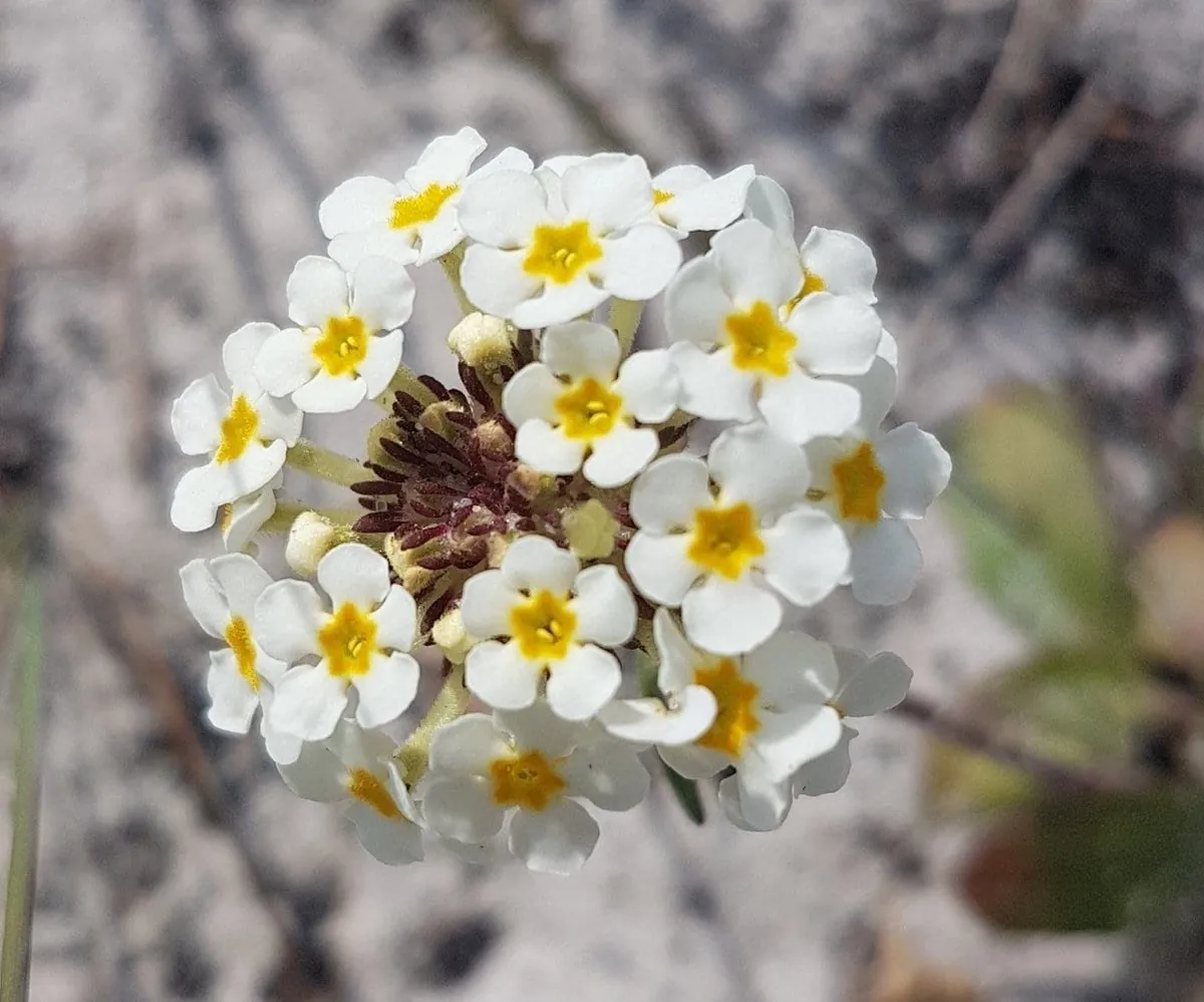 A cluster of small white strandveld flowers