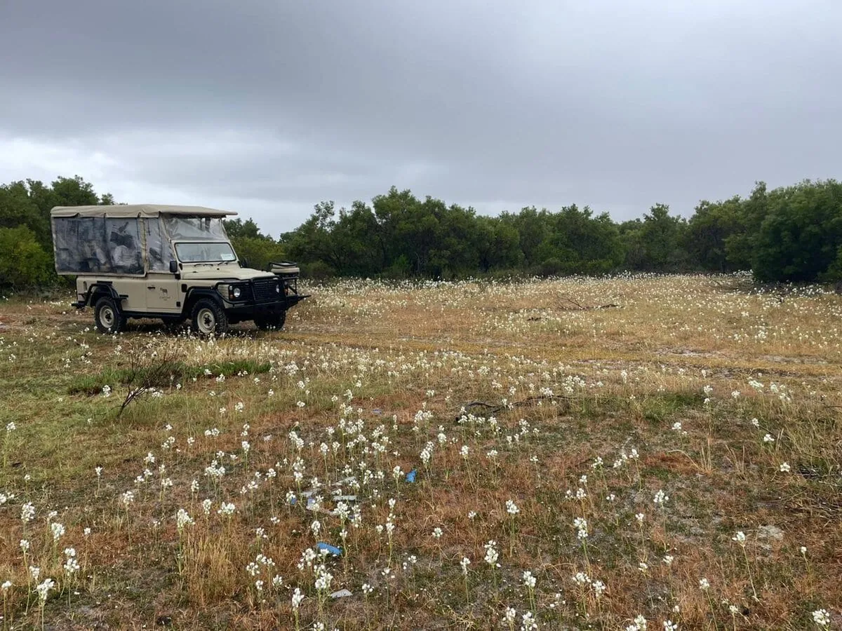The game drive vehicle in a field of spring flowers