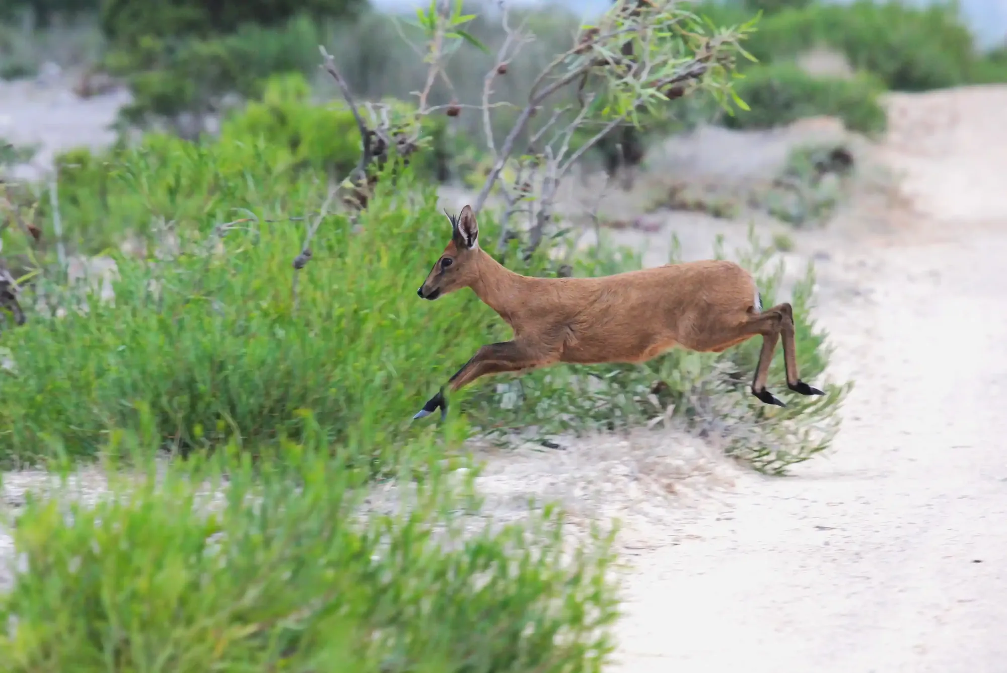 A duiker bounding across a sand track