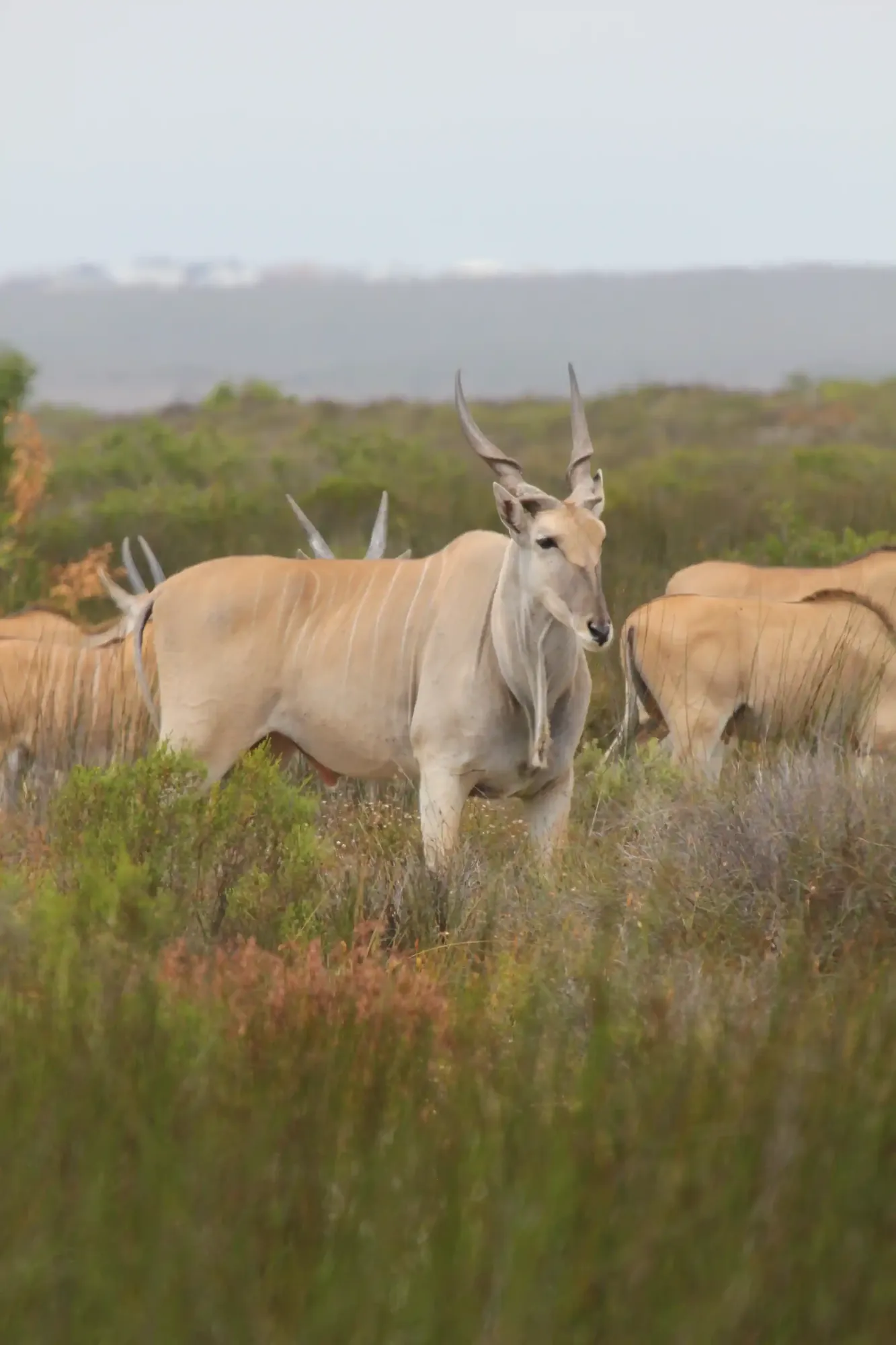 An eland bull, the largest of the reserve's eight antelope species