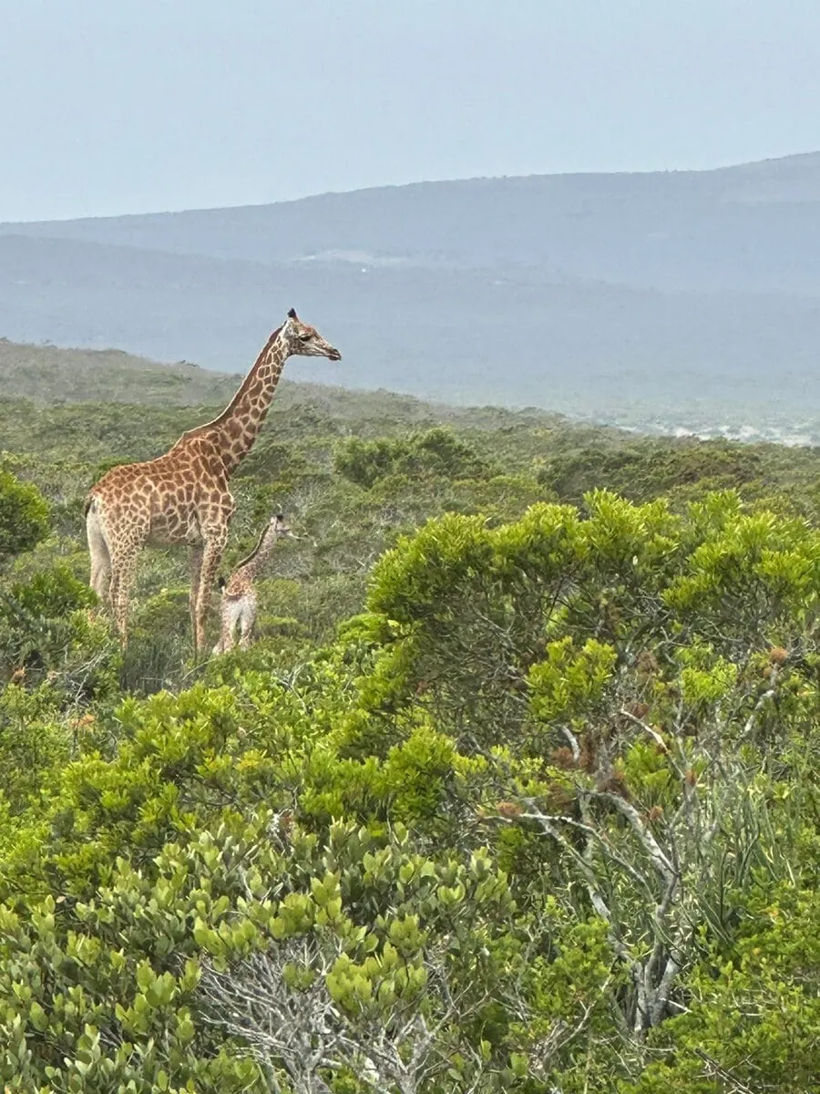 A giraffe and her calf above the fynbos, with the Atlantic behind