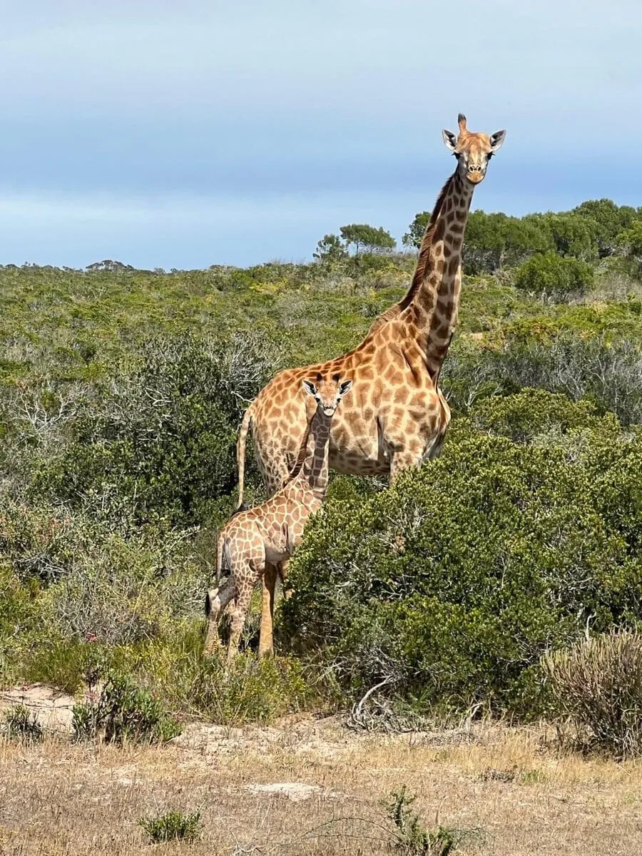 A giraffe calf beside its mother