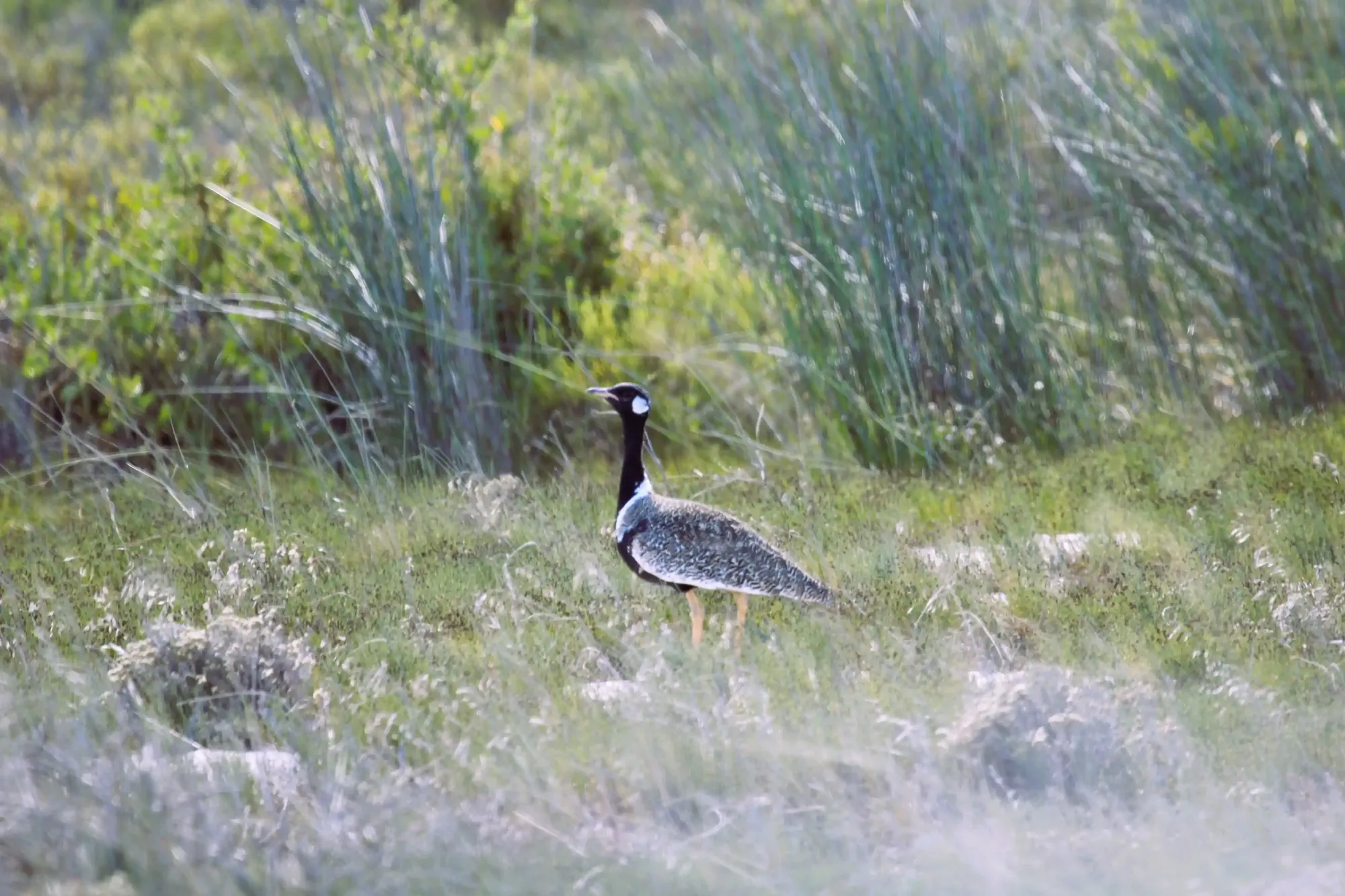 A southern black korhaan in the grass