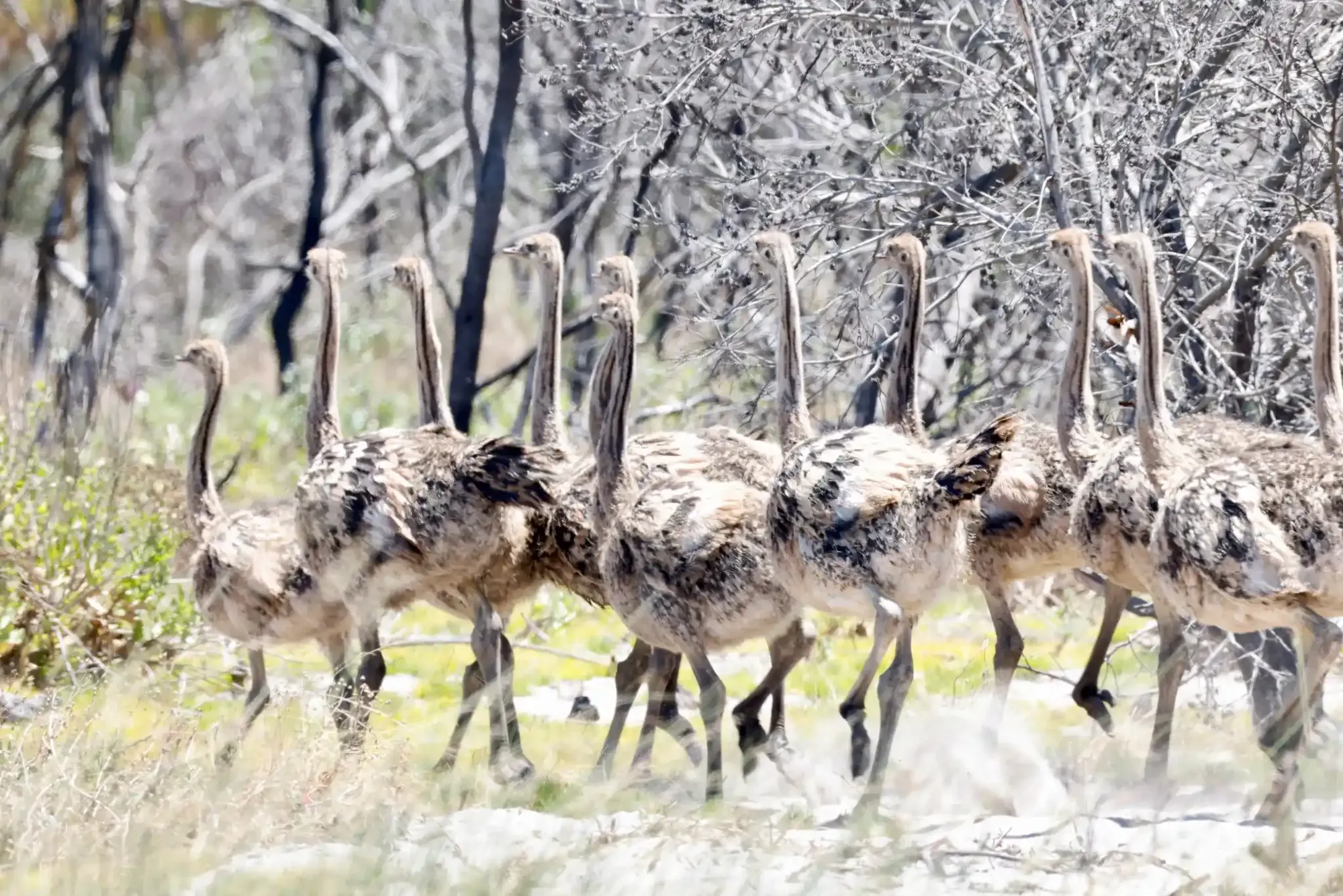 A flock of ostriches among the burnt fynbos