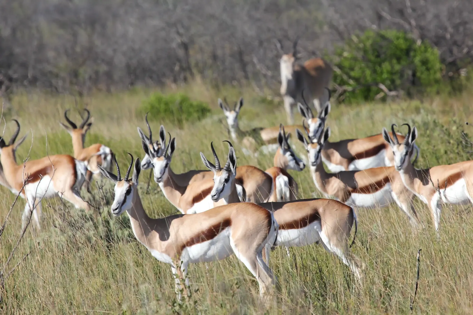 A herd of springbok in the long grass