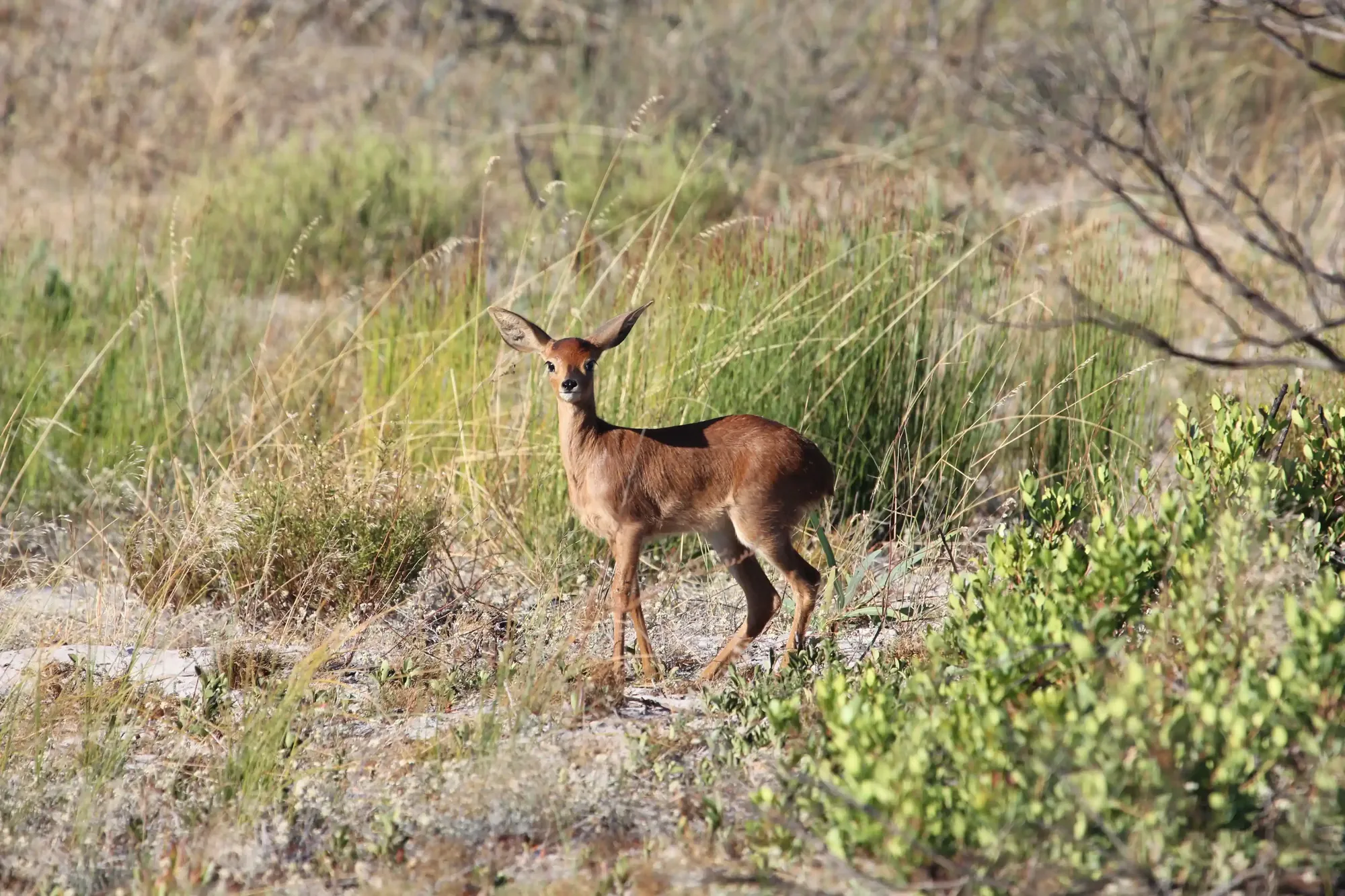 A female steenbok looking straight at the lens