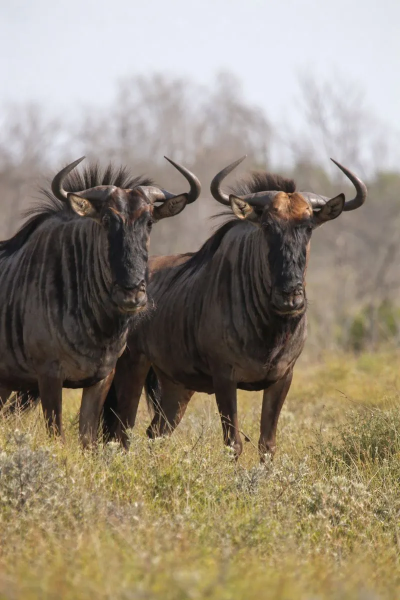 Two blue wildebeest facing the camera