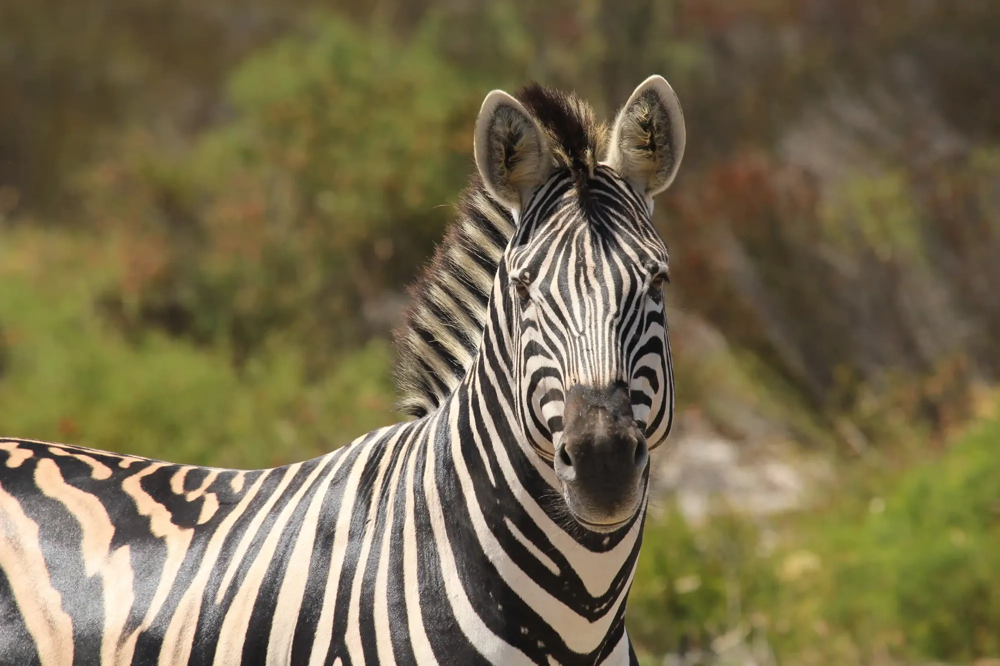 A plains zebra in the strandveld