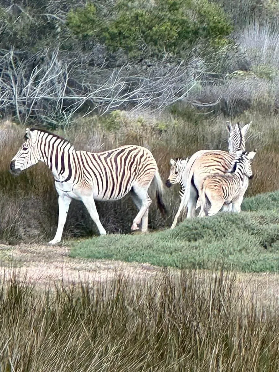 Zebra grazing together in the dunes