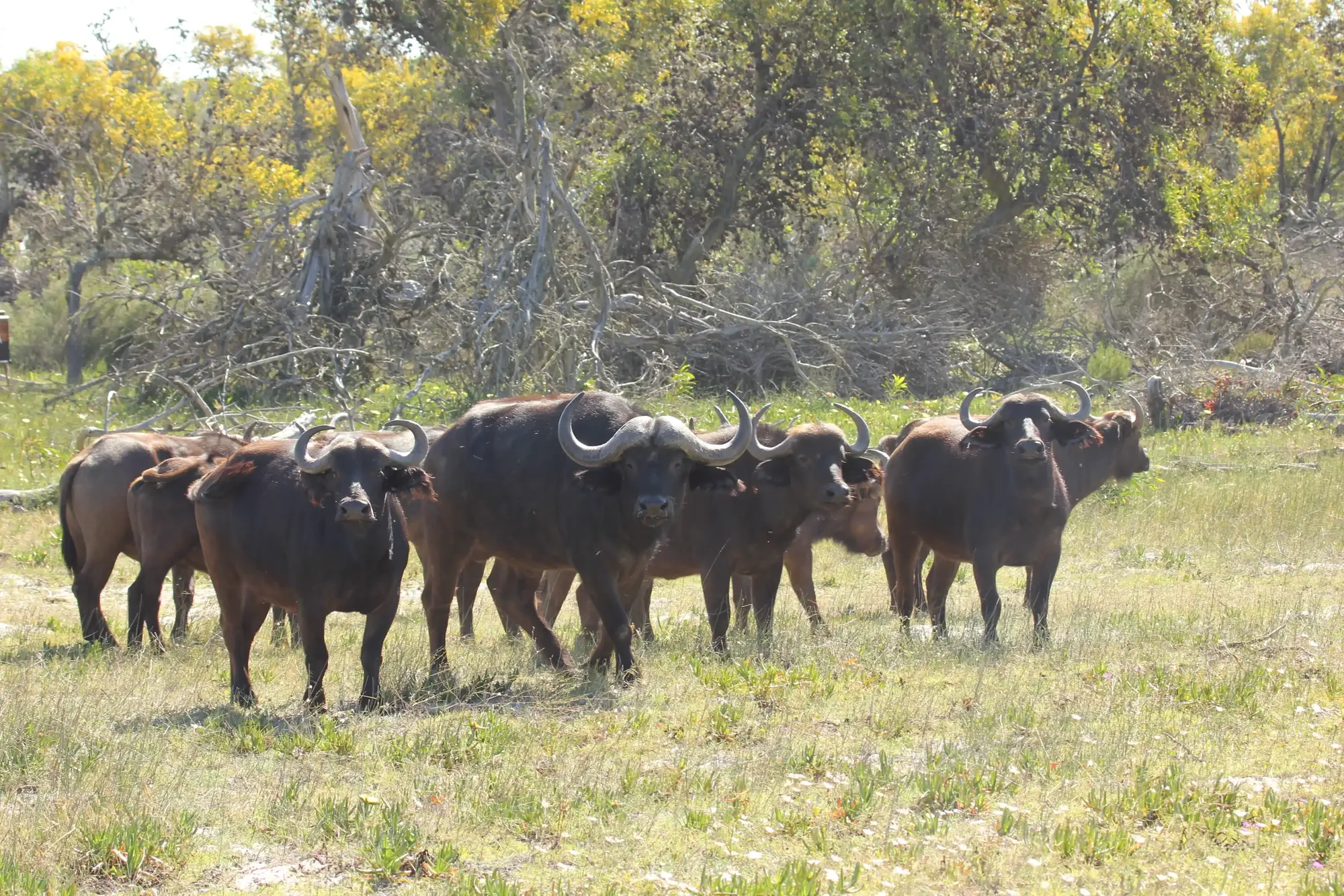 A herd of Cape buffalo in the fynbos