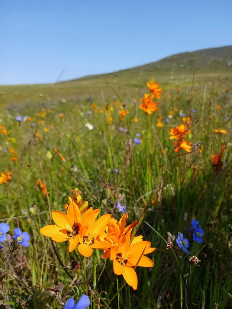 Orange and purple spring flowers in the veld