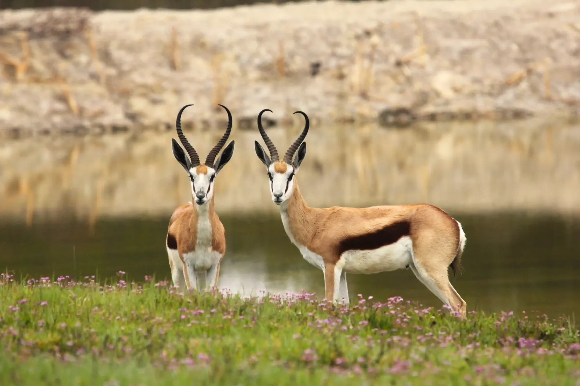 Two springbok at the edge of a waterhole