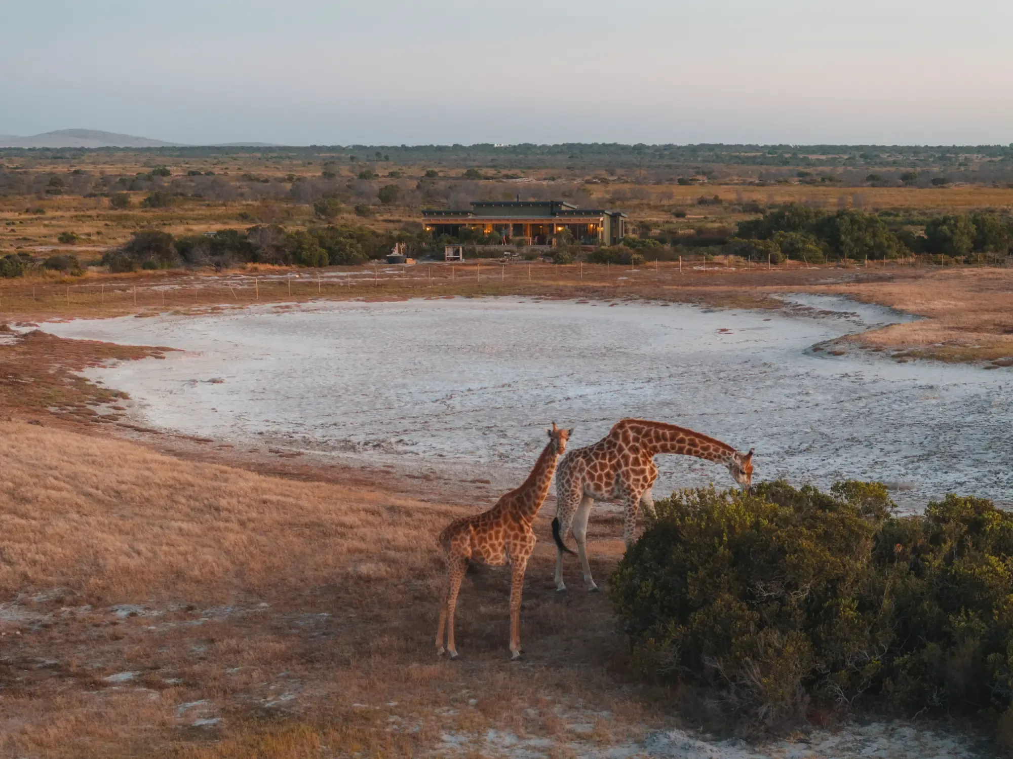 Giraffe walking past the salt pans at sunset, with the Salt Mine houses behind